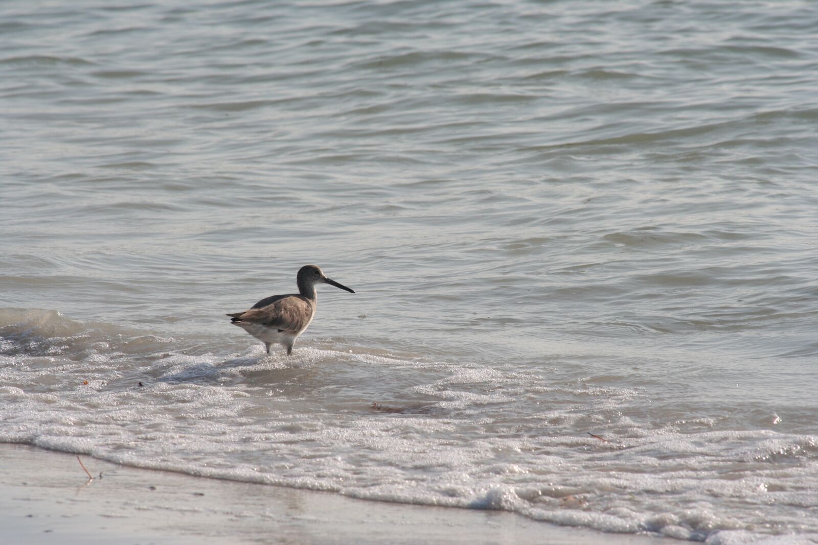 Canon EOS 350D (EOS Digital Rebel XT / EOS Kiss Digital N) sample photo. Bird, florida, beach photography