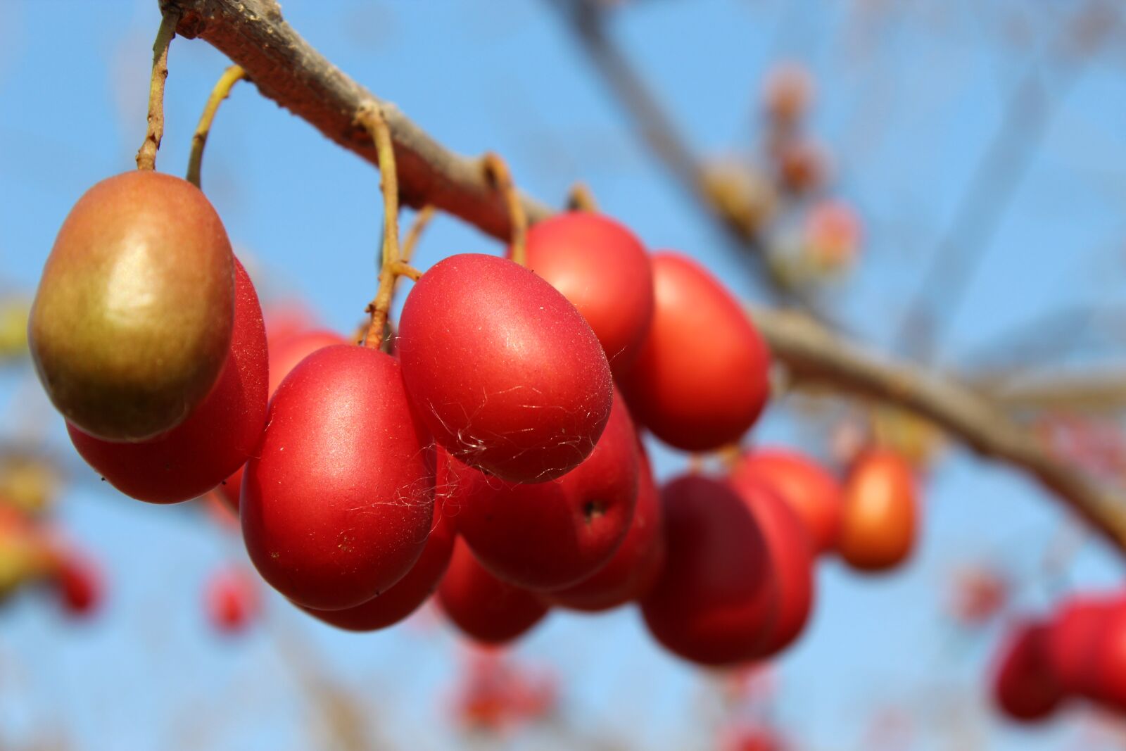 Canon EOS 1300D (EOS Rebel T6 / EOS Kiss X80) sample photo. Plum, plums, fruit photography