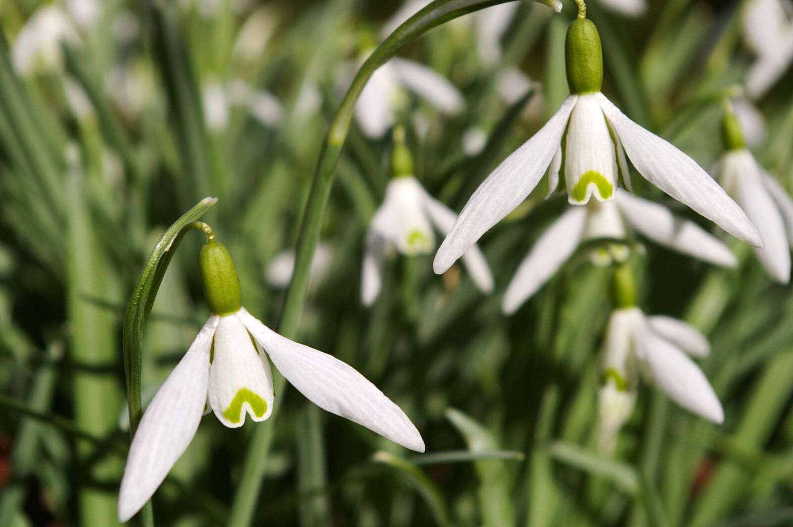 Pentax *ist DL2 sample photo. Snowdrop, spring, flower photography