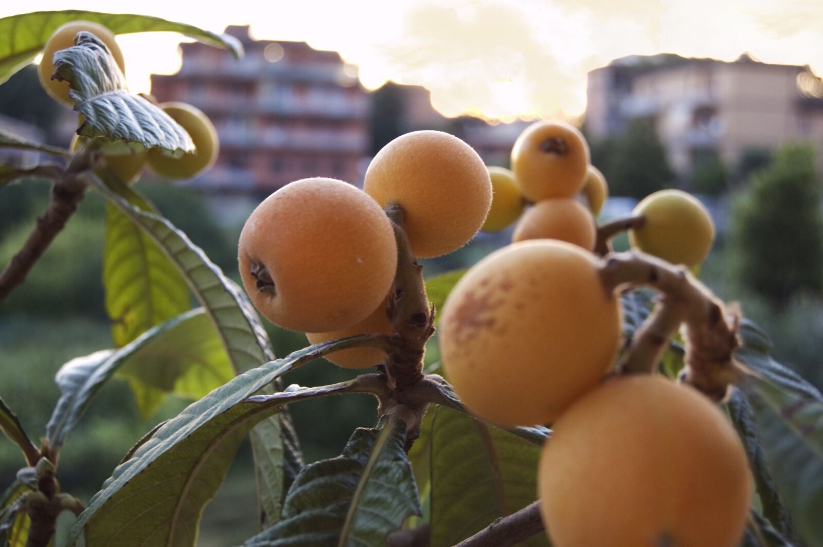 Nikon D50 sample photo. Loquats, fruits, nature photography