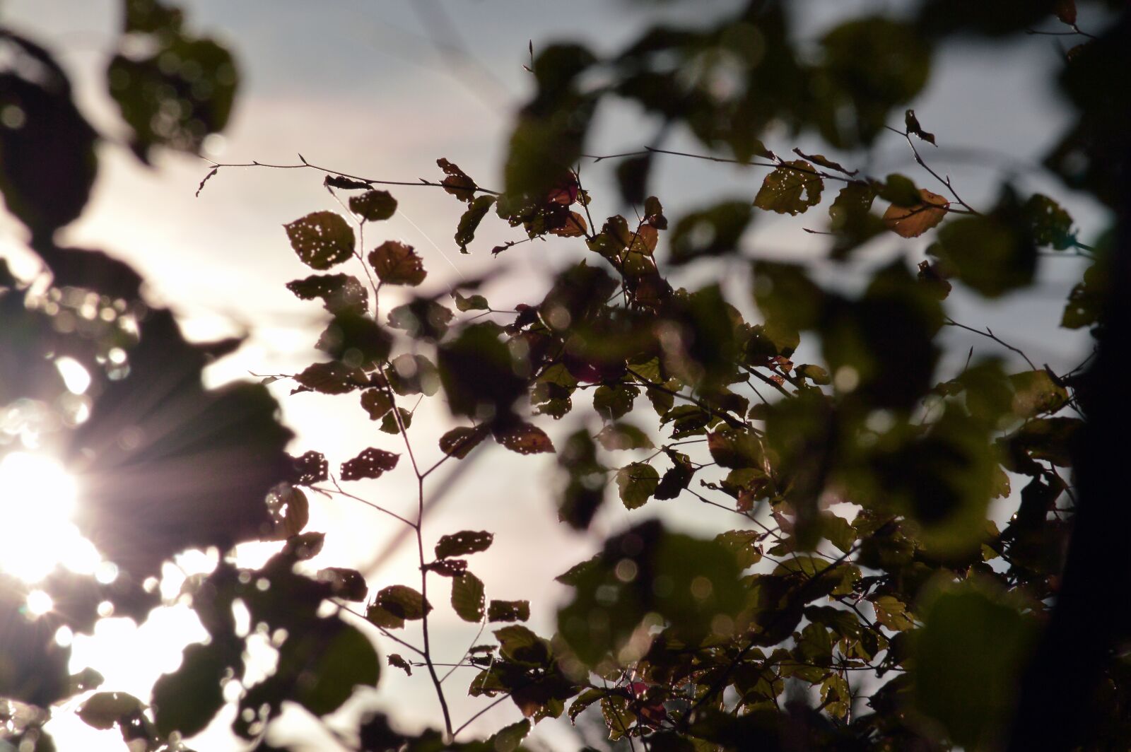 Nikon D3200 sample photo. Leaves, backlighting, sun photography