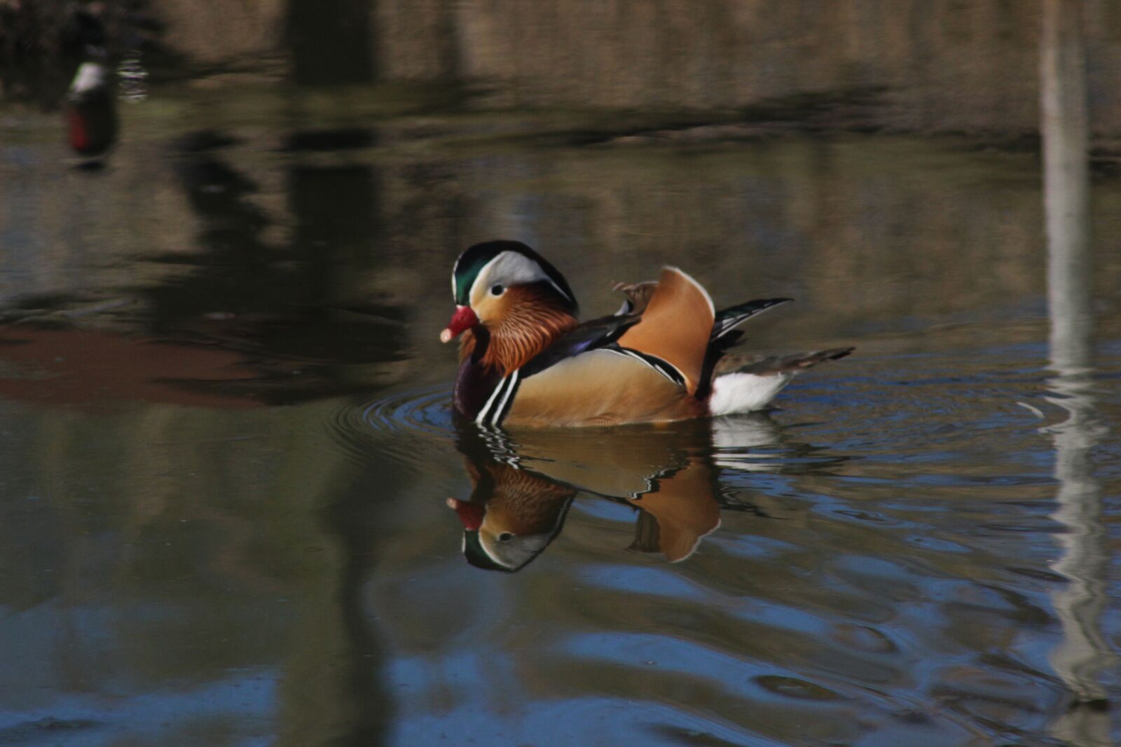 Canon EOS 600D (Rebel EOS T3i / EOS Kiss X5) sample photo. Mandarin ducks, swim, water photography