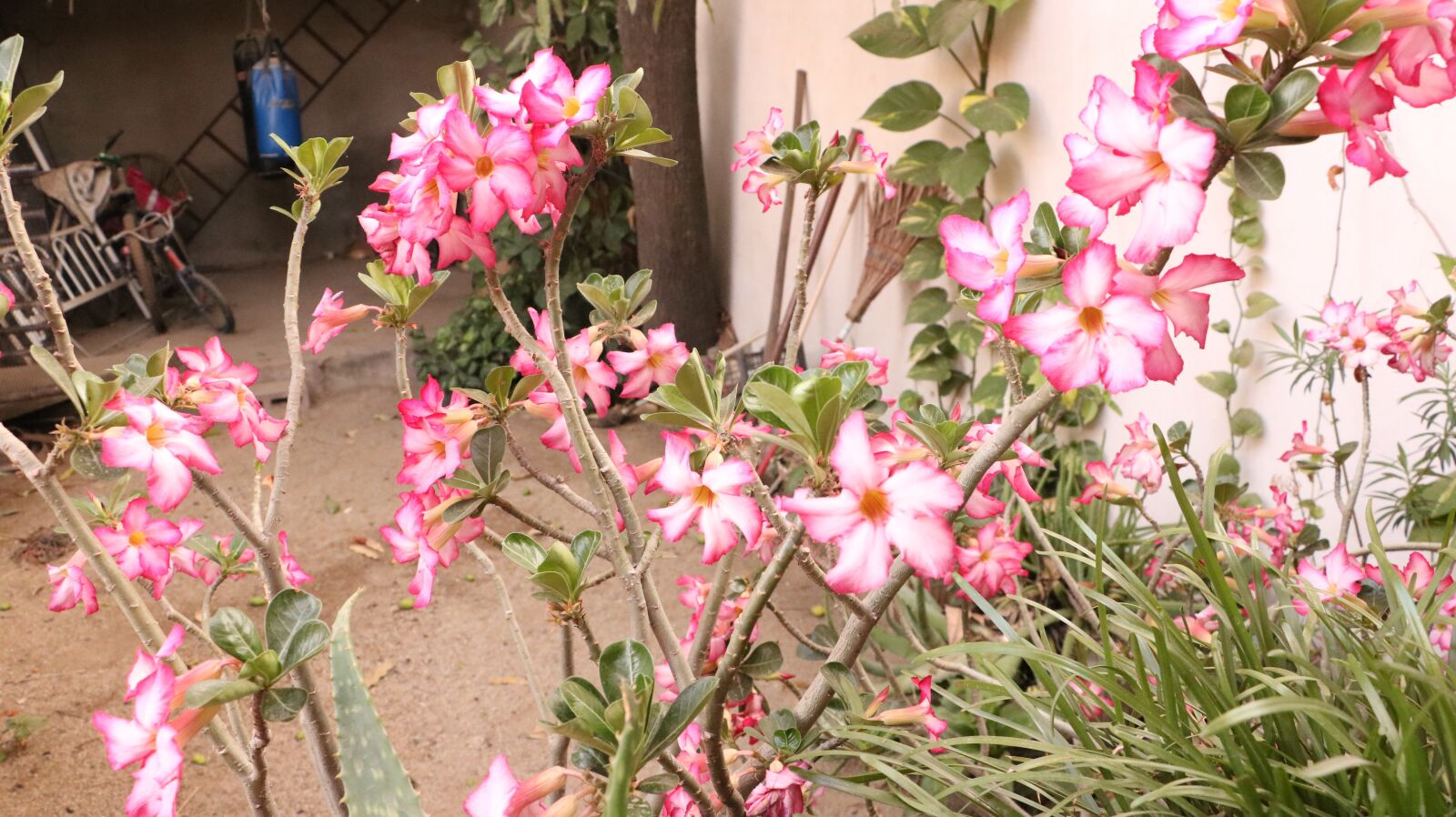 Canon EOS 750D (EOS Rebel T6i / EOS Kiss X8i) sample photo. Flowers, garden, plant photography