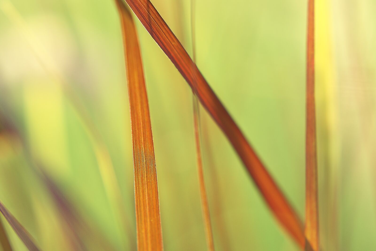 Pentax K200D sample photo. Grass, nature, calm photography