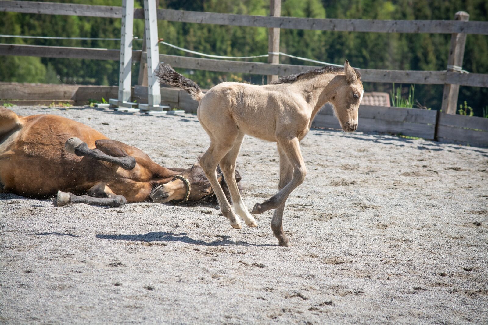 Nikon D7100 sample photo. Horse, pony, foal photography