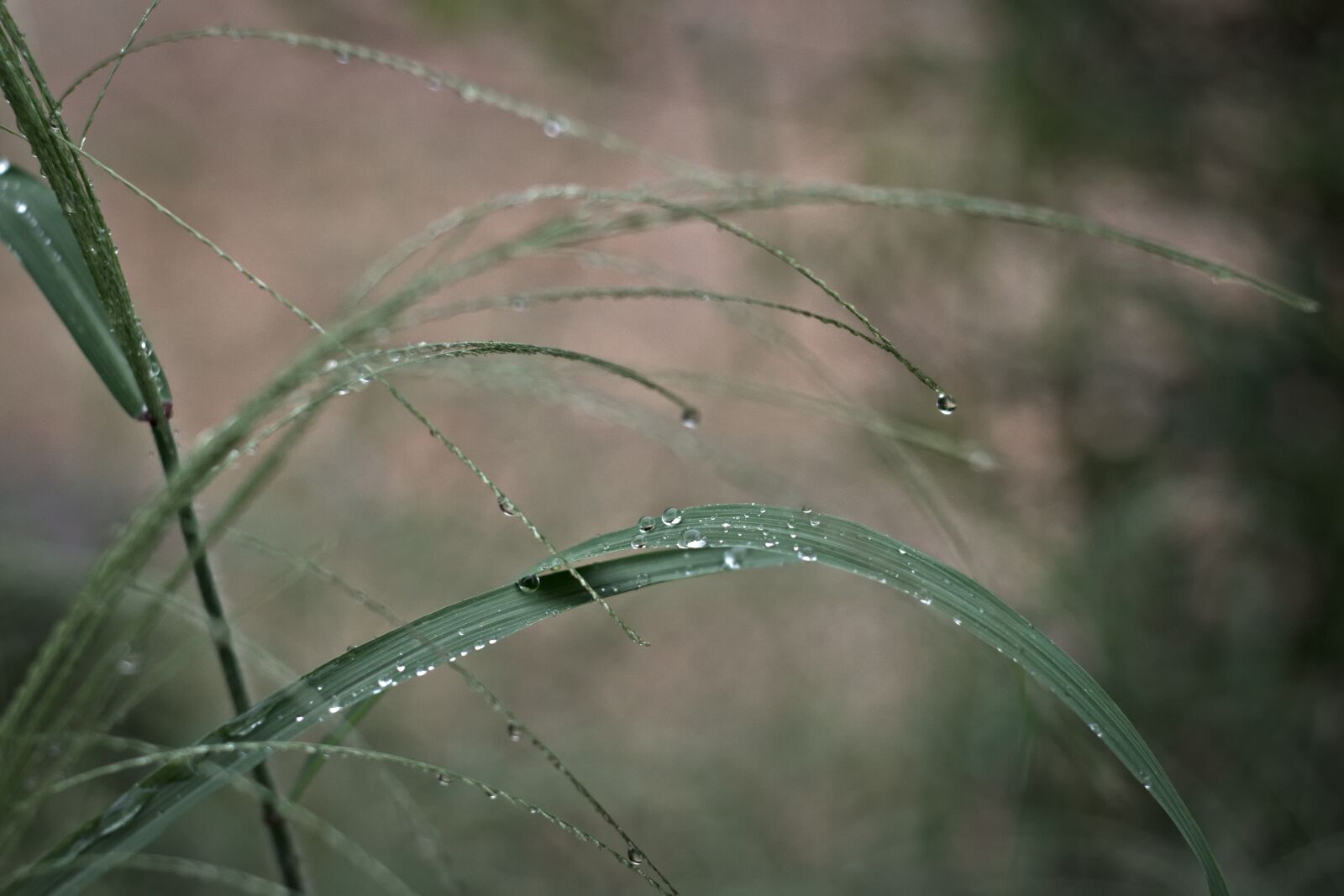 Nikon D7200 sample photo. Water droplets, rainy day photography