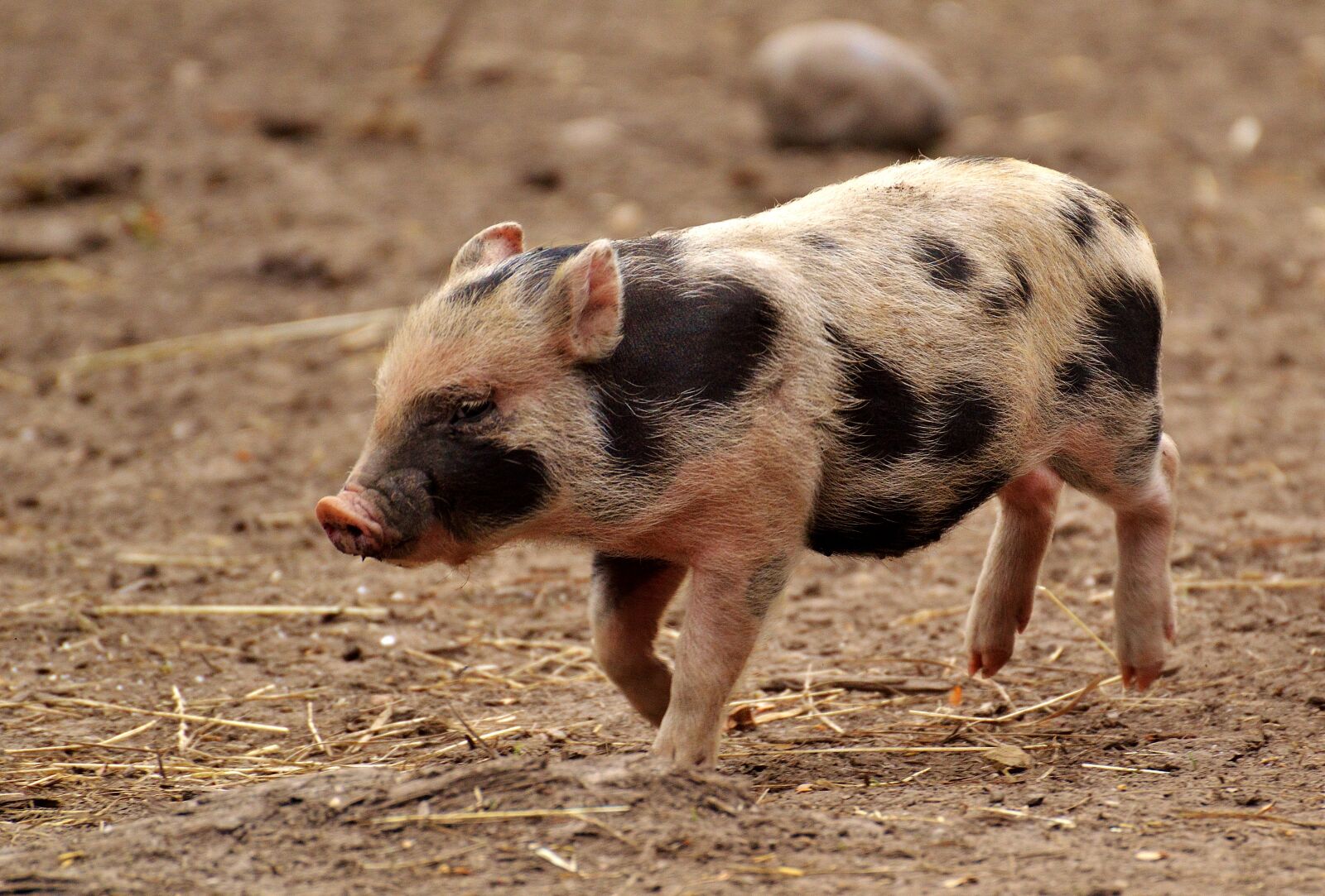 Nikon D3200 sample photo. Piglet, small pigs, mini photography