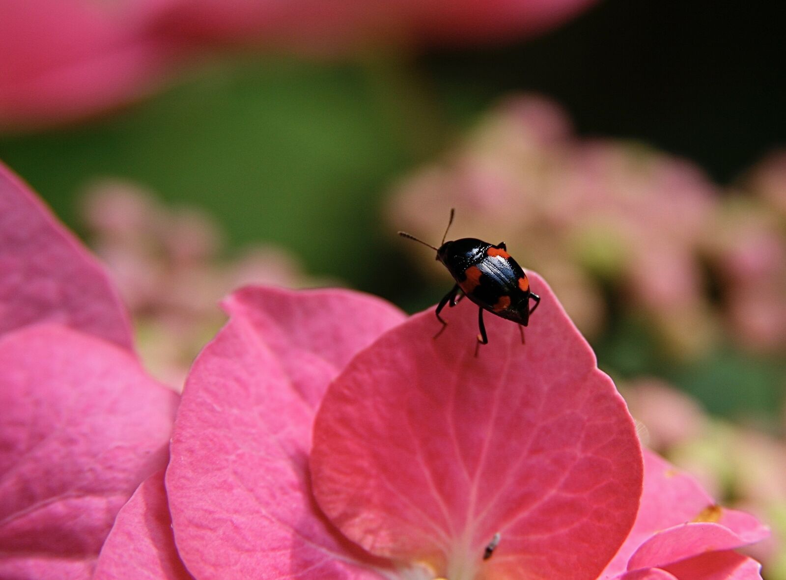Canon EOS 400D (EOS Digital Rebel XTi / EOS Kiss Digital X) sample photo. Insect, beetle, four blotchy photography