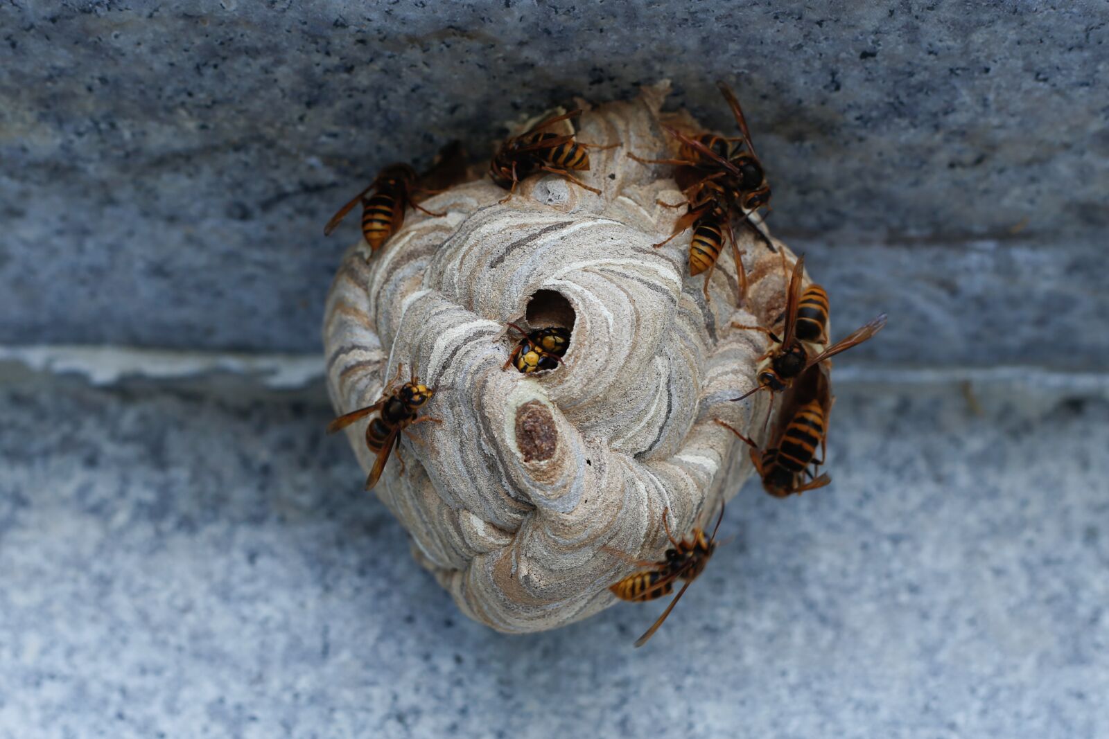 Canon EF 50mm F1.8 II sample photo. The wasp, honeycomb, insects photography