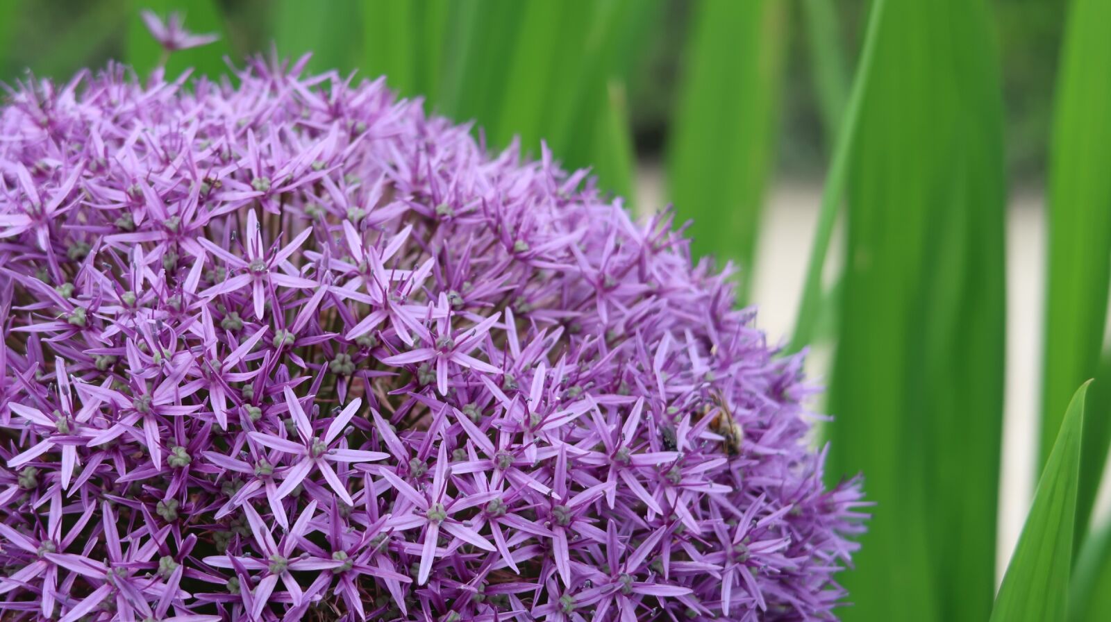 Canon PowerShot G7 X Mark II sample photo. Garden, behold, flowers photography