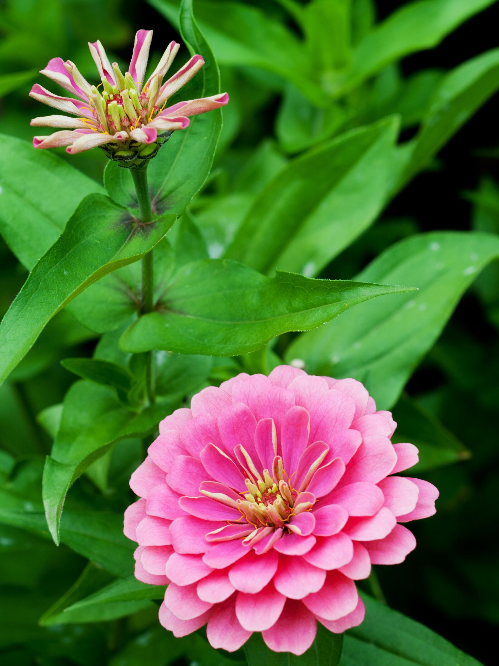 Nikon D90 sample photo. Flower, nature, plant photography