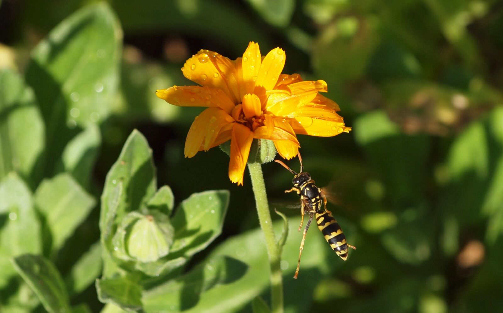 Olympus E-30 sample photo. Nature, macro, insect photography