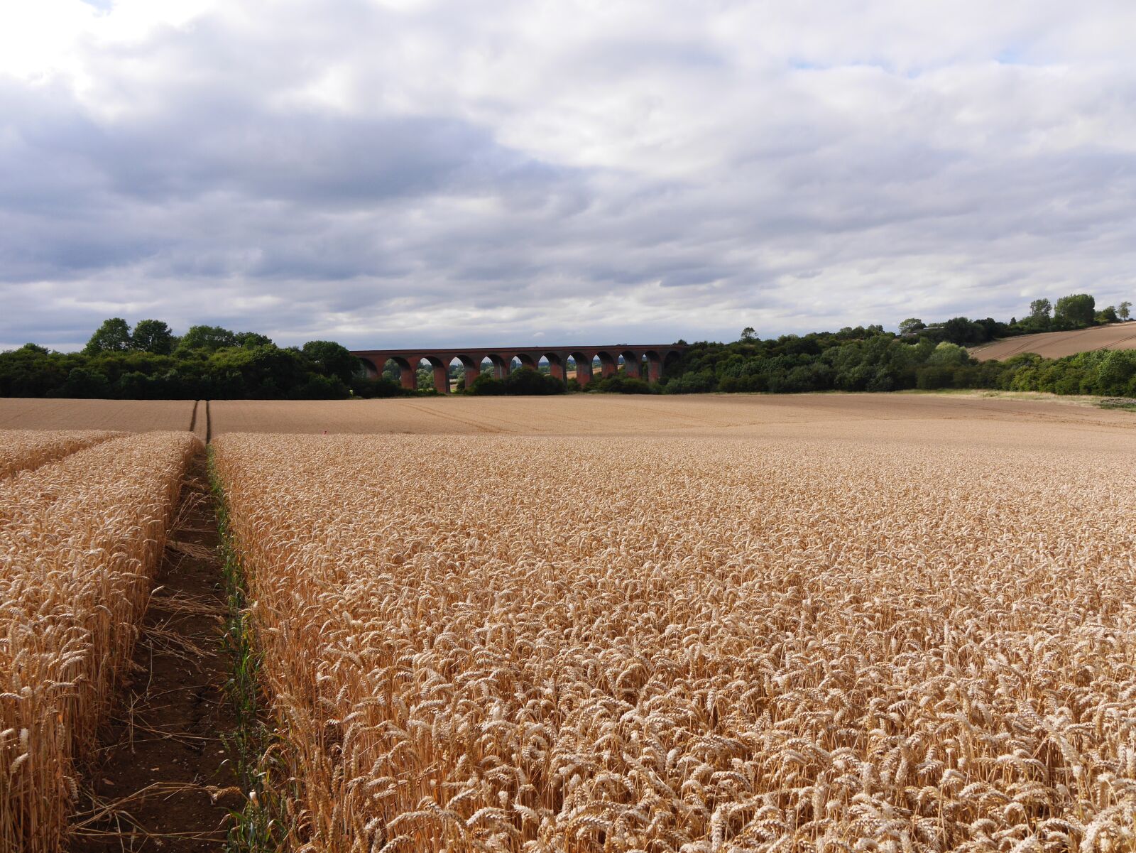 Panasonic Lumix DMC-GX7 sample photo. Leicestershire corn field, path photography