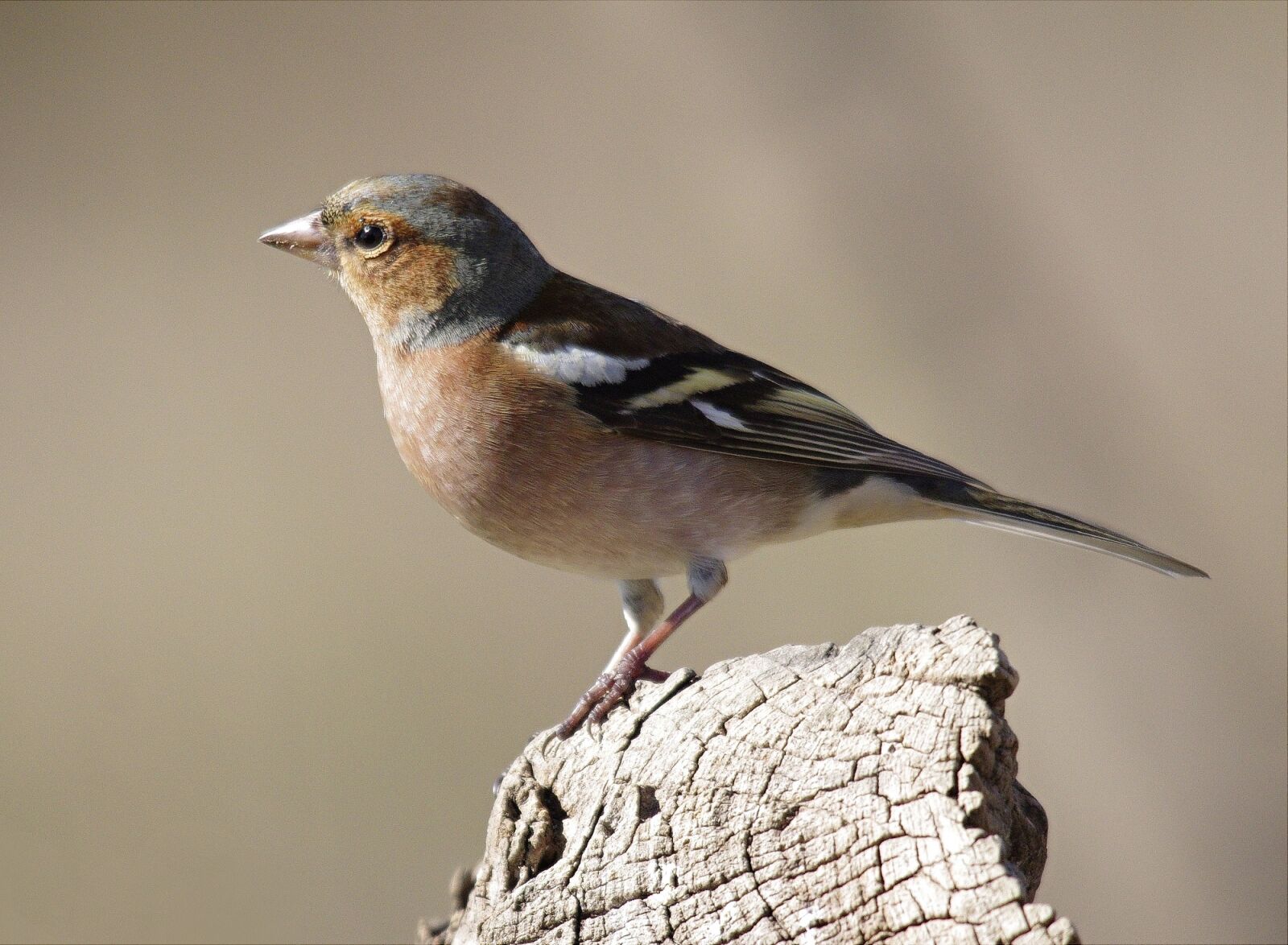 Pentax K-5 sample photo. Bird, fauna, tuscany photography