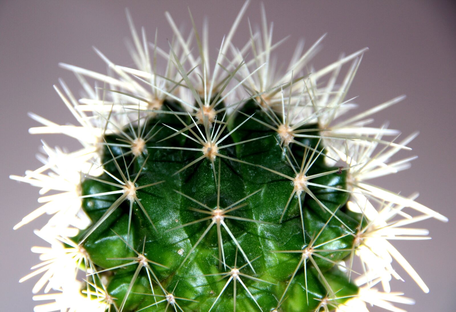 Canon EOS 600D (Rebel EOS T3i / EOS Kiss X5) sample photo. Nature, plant, cactus photography