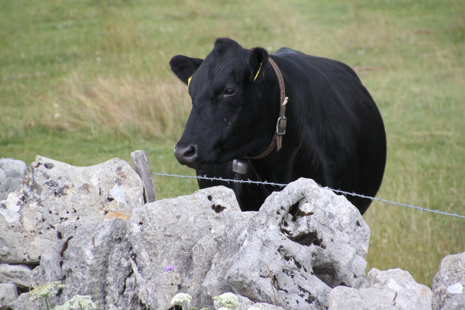 Canon EOS 500D (EOS Rebel T1i / EOS Kiss X3) sample photo. Alpine, cow, switzerland photography