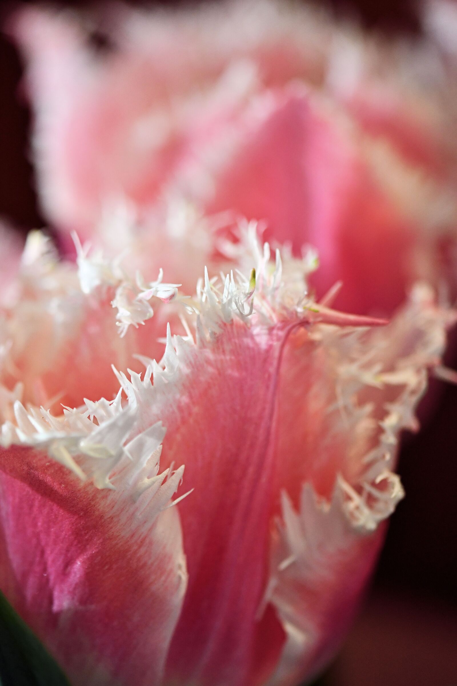 Nikon D500 sample photo. Pink, white, tulip photography