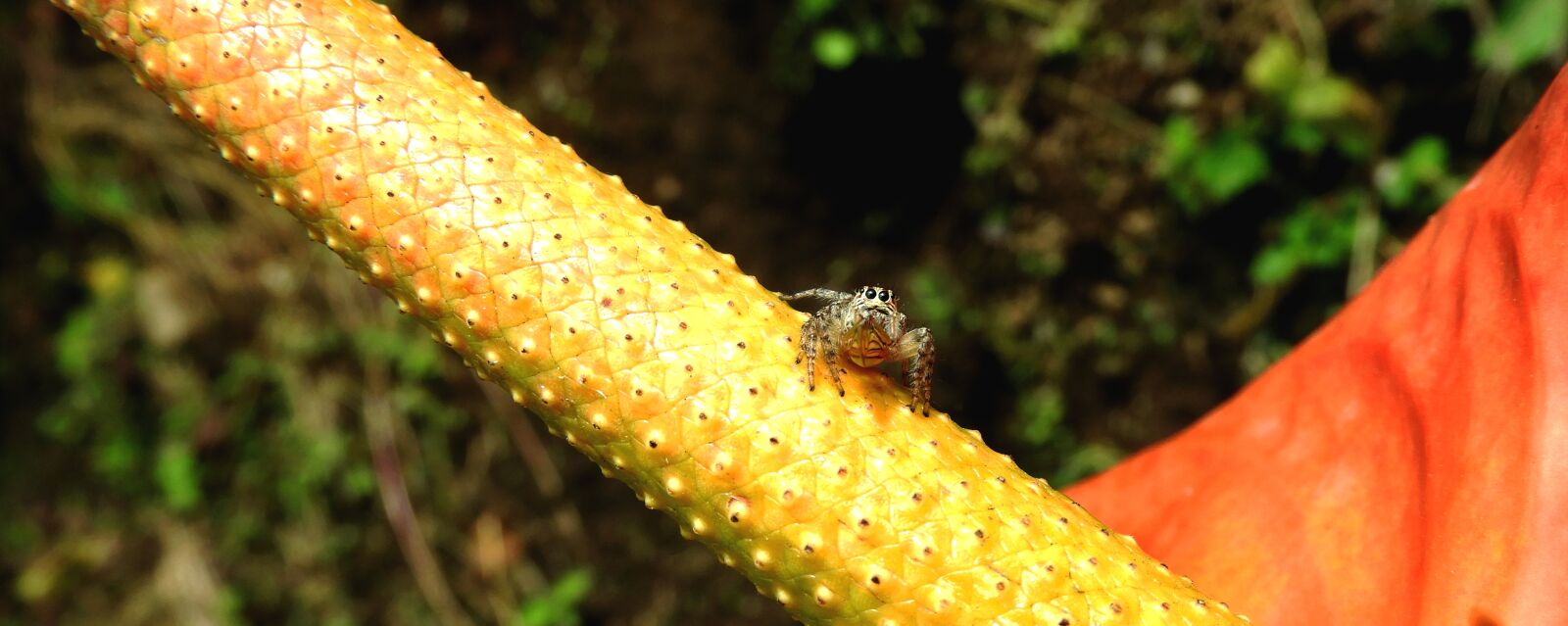 Nikon Coolpix B700 sample photo. Macro, insect, garden photography