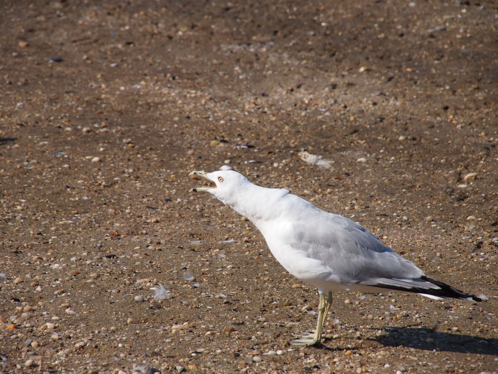Olympus PEN E-PM1 sample photo. Seagull, gull, bird photography