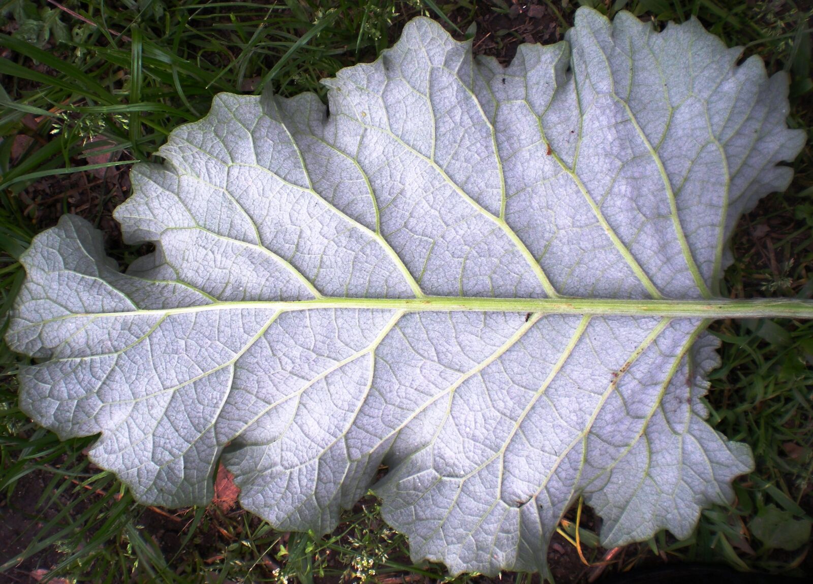 Nikon Coolpix S210 sample photo. Leaf, nature, fractal photography
