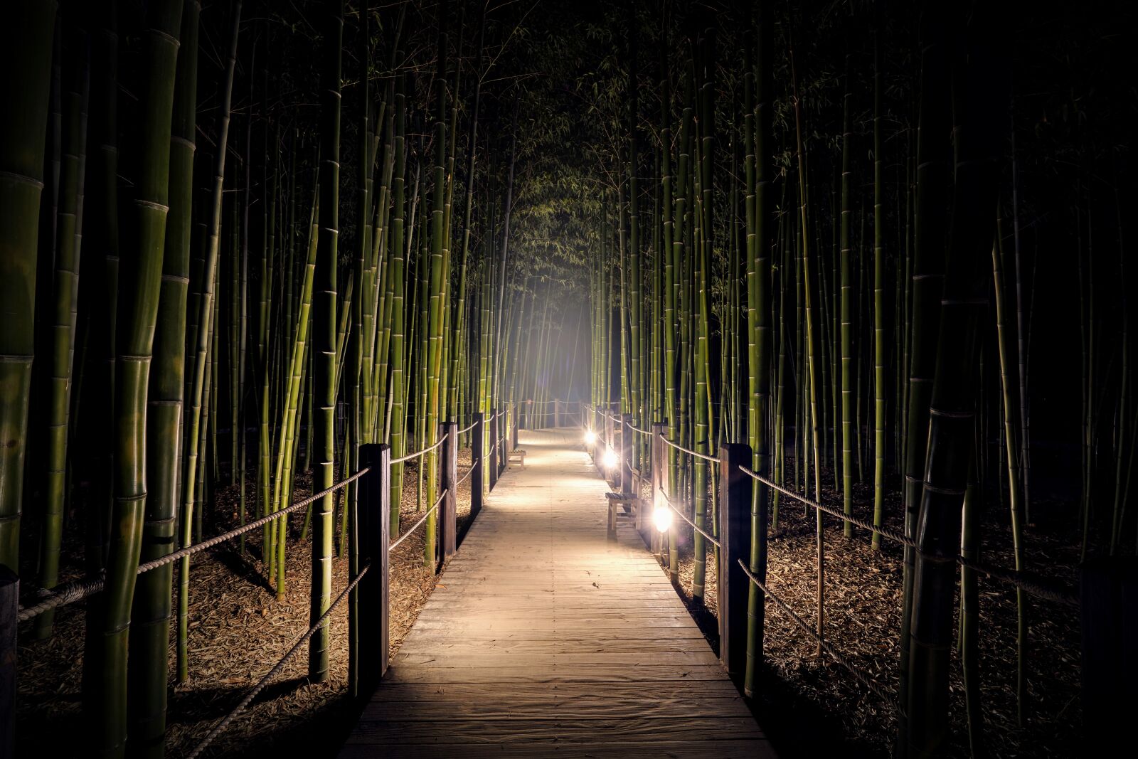 Sony a7R III sample photo. Bamboo, gil, forest photography