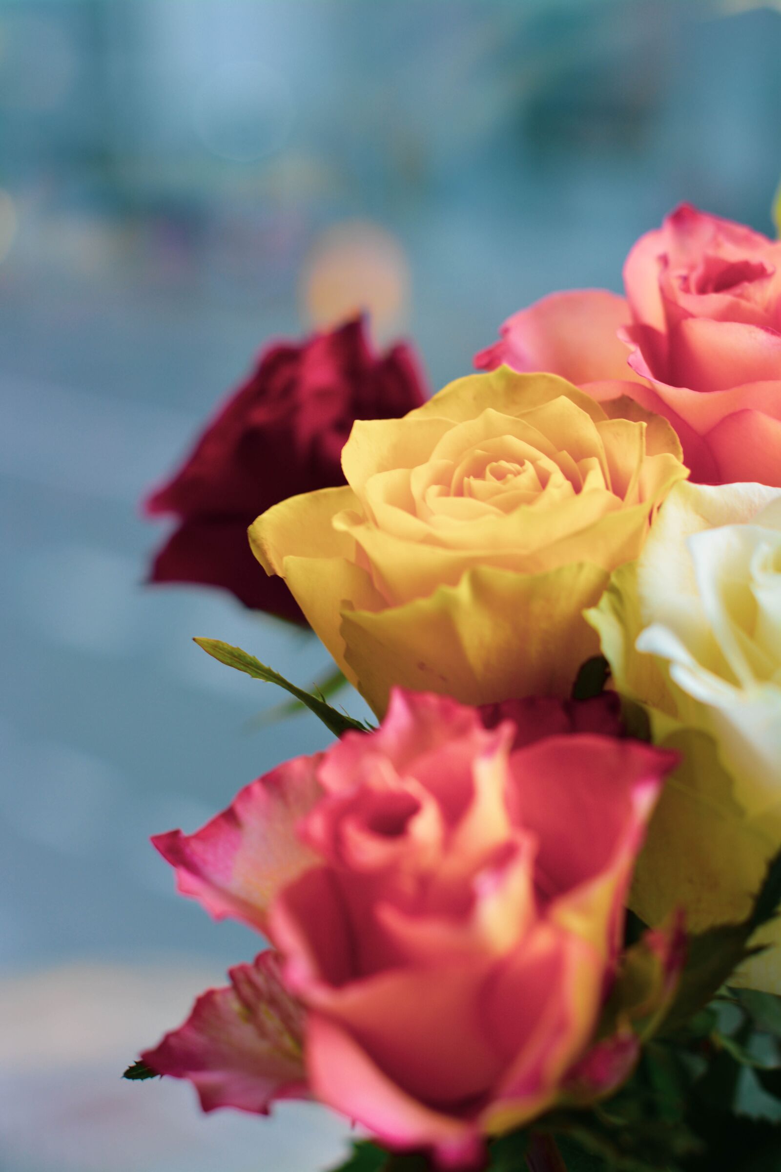 Nikon D5200 sample photo. Roses, flowers, nature photography