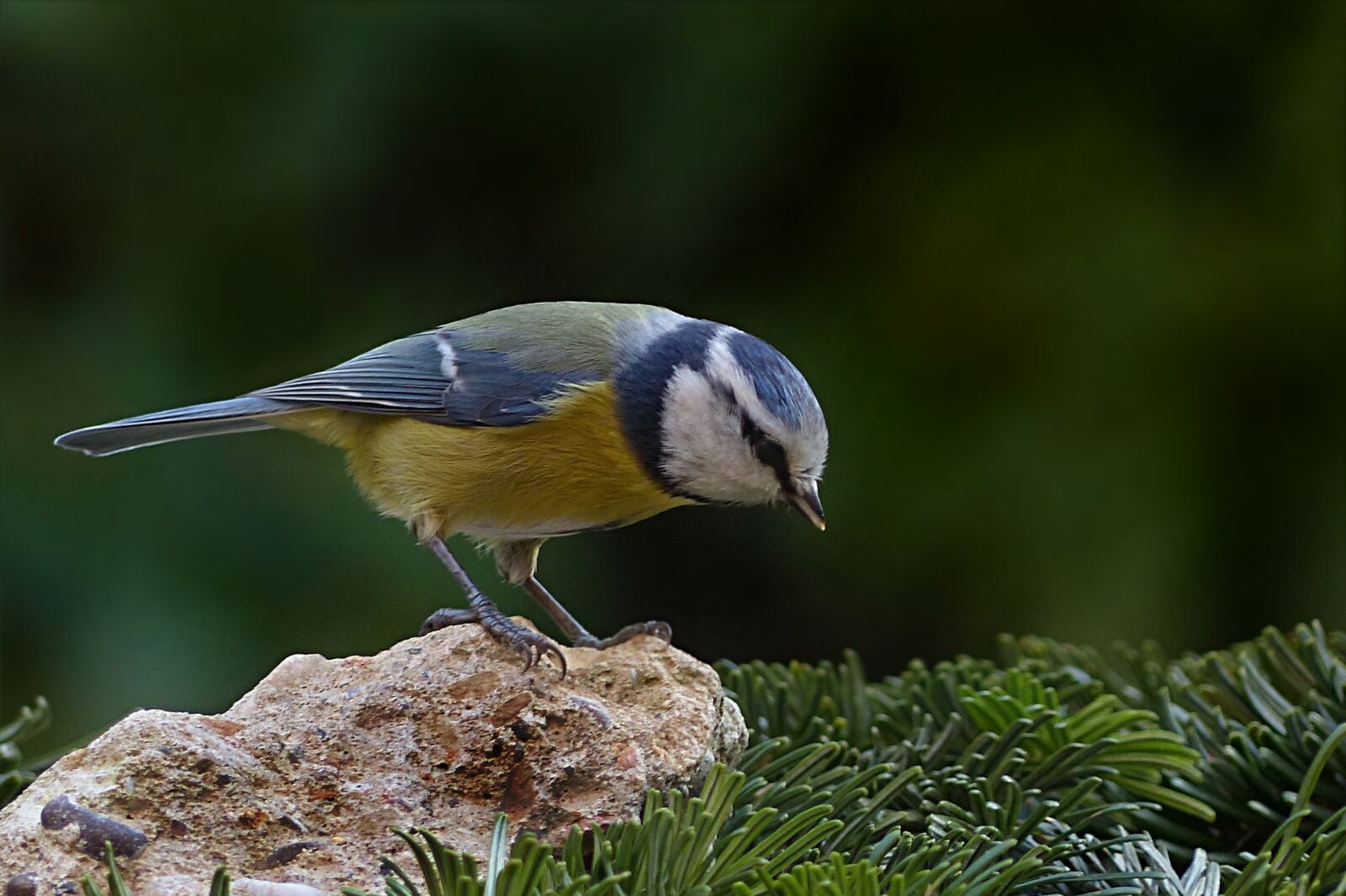 Panasonic Lumix DMC-FZ200 sample photo. Bird, tit, blue tit photography