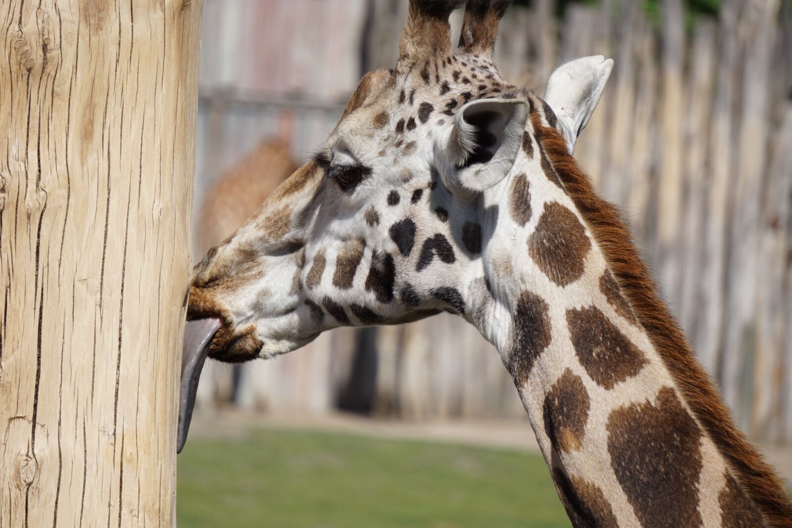 Sony a6000 sample photo. Giraffe, tongue, zoo photography