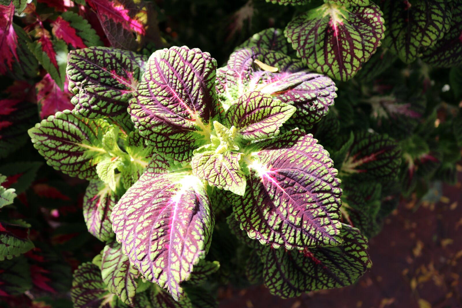 Canon EOS 750D (EOS Rebel T6i / EOS Kiss X8i) sample photo. Pink, red, leaves photography