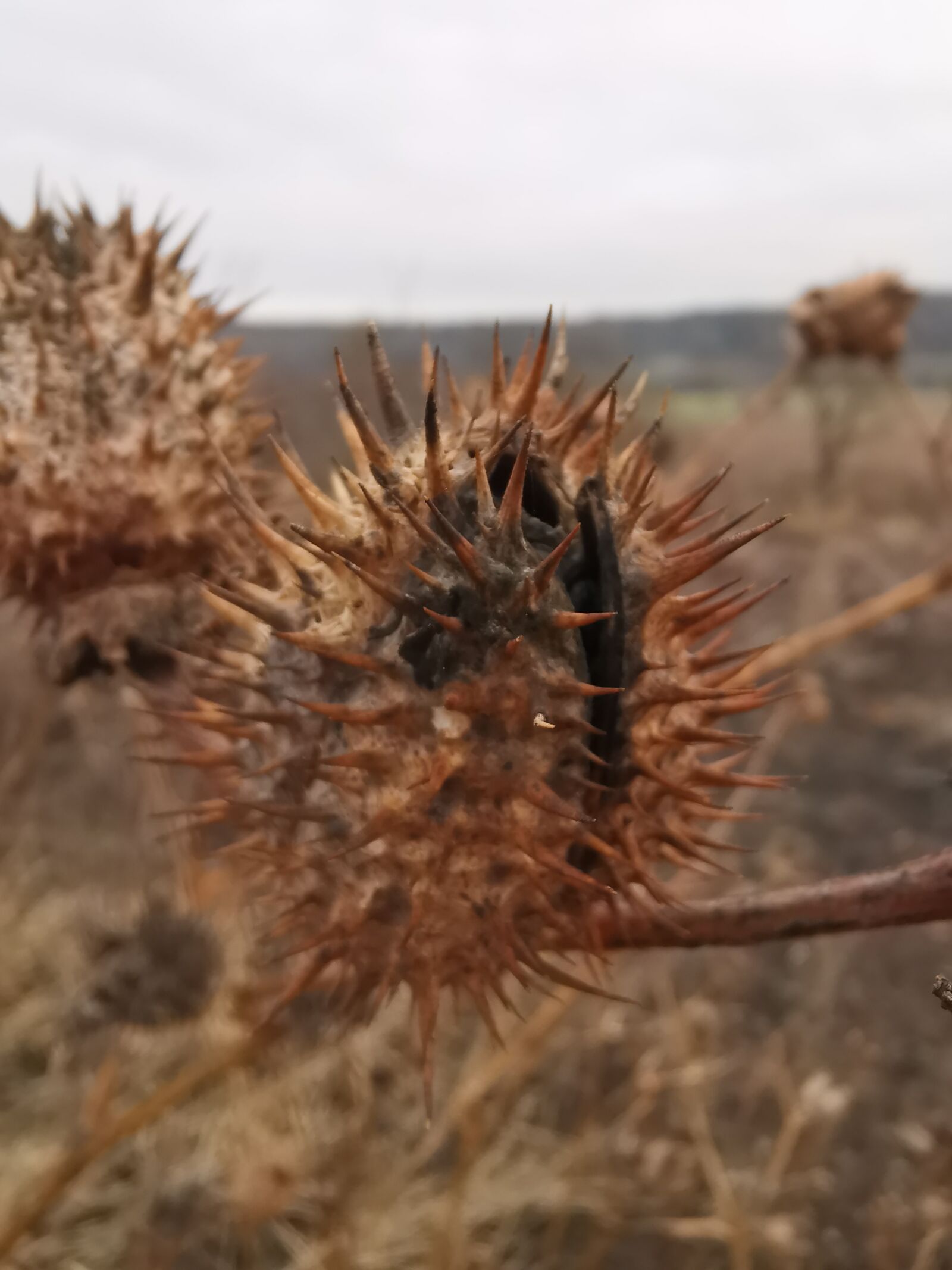 HUAWEI LYA-L29 sample photo. Thistle, nature, plant photography