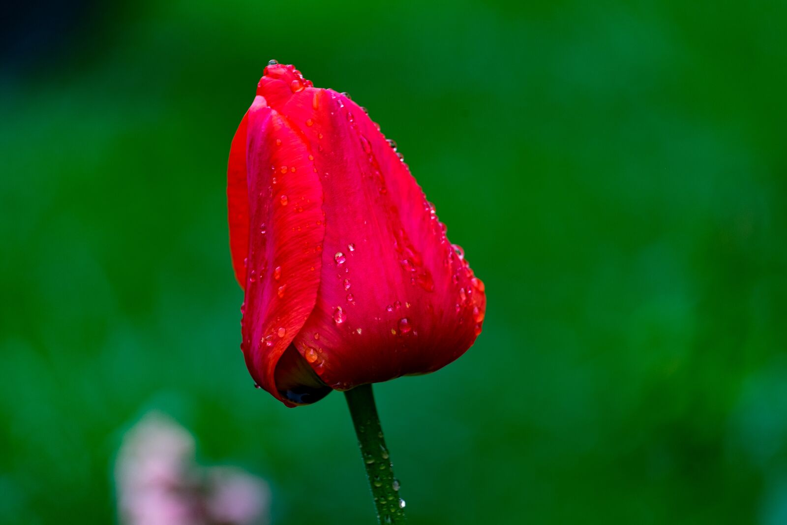 Fujifilm XF 55-200mm F3.5-4.8 R LM OIS sample photo. Tulip, red, spring photography