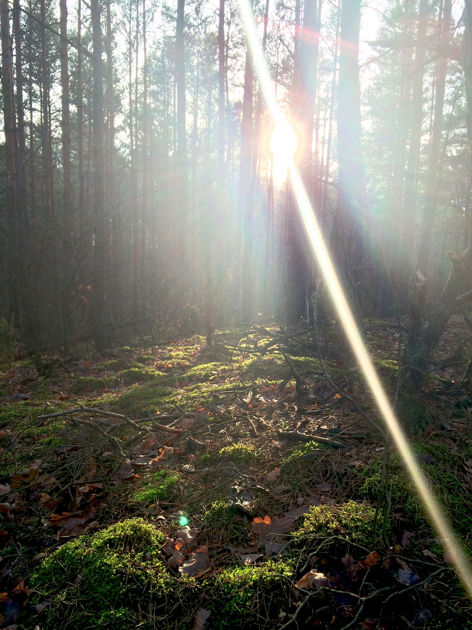 iPhone 5s back camera 4.15mm f/2.2 sample photo. Forest, nature, sun photography