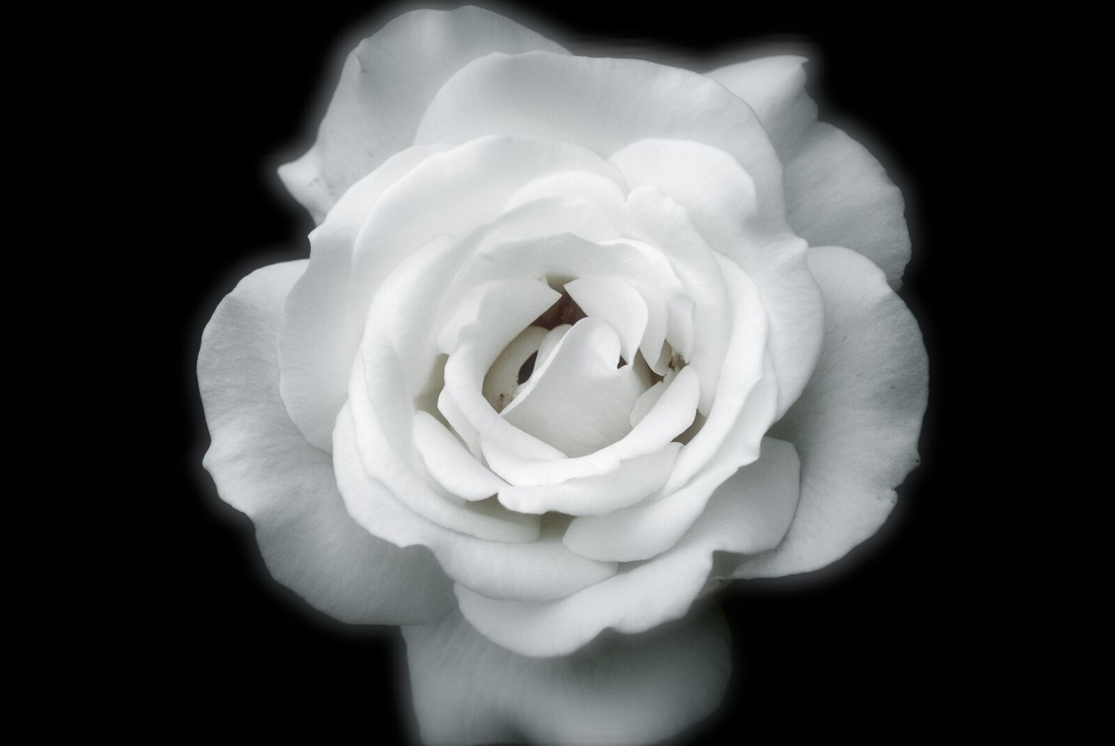 Sony Alpha DSLR-A200 sample photo. Roses, petals, white photography