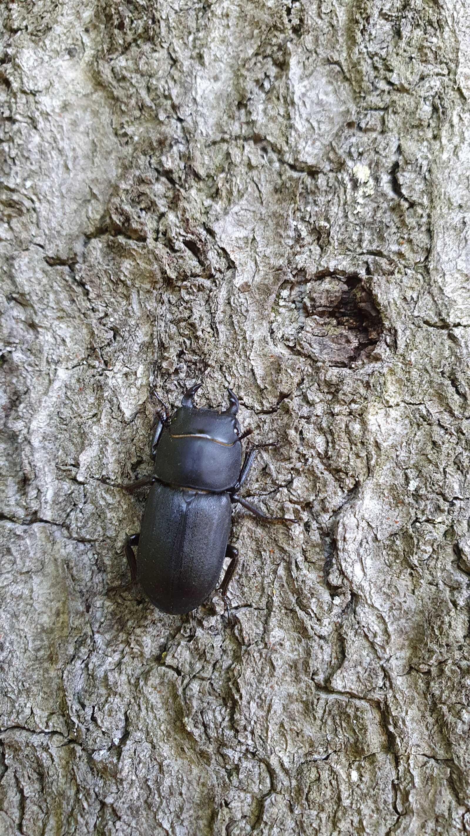 Samsung Galaxy S10e sample photo. Beetle, bug, schröter photography