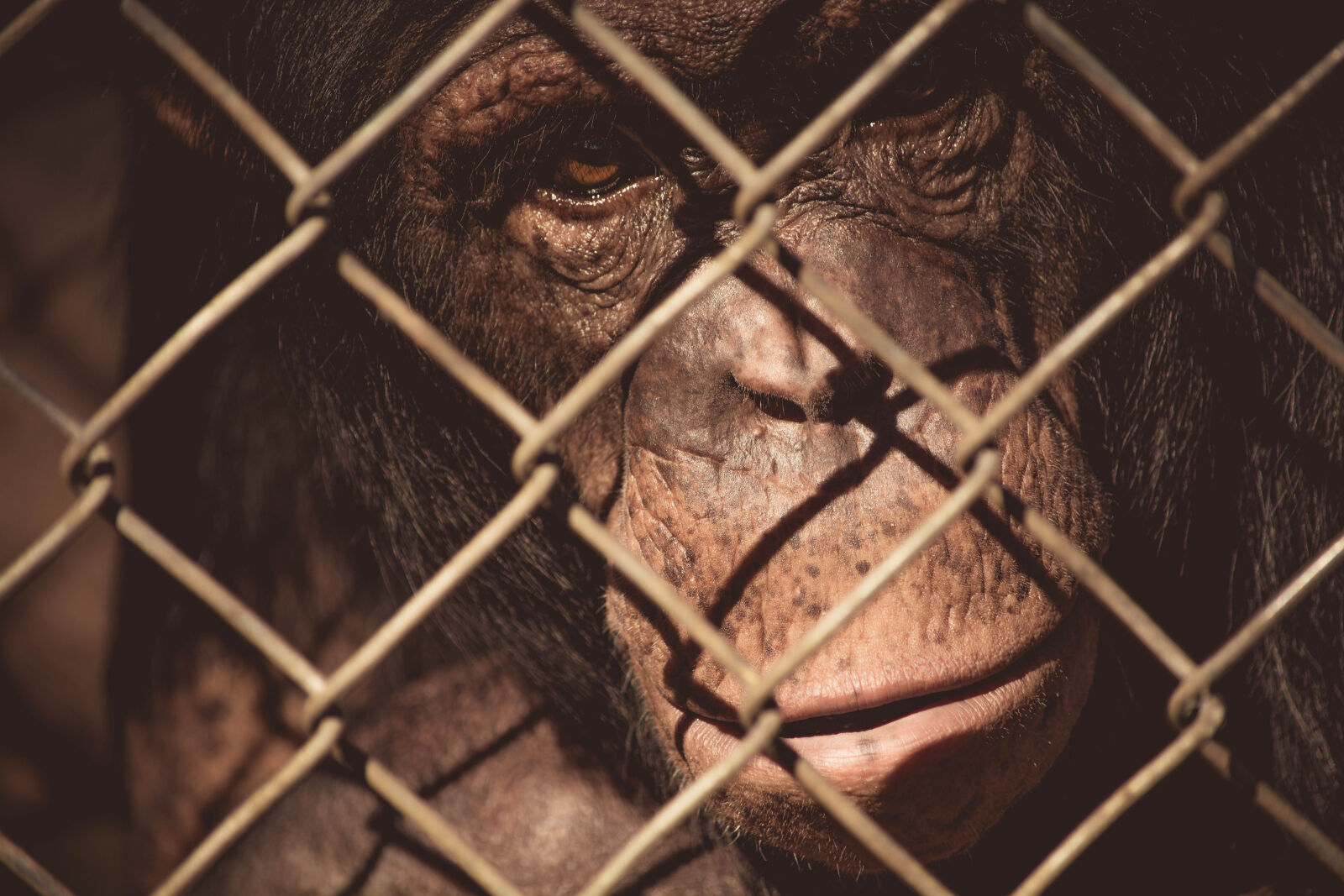 Nikon D5200 sample photo. Animal, close, up, monkey photography