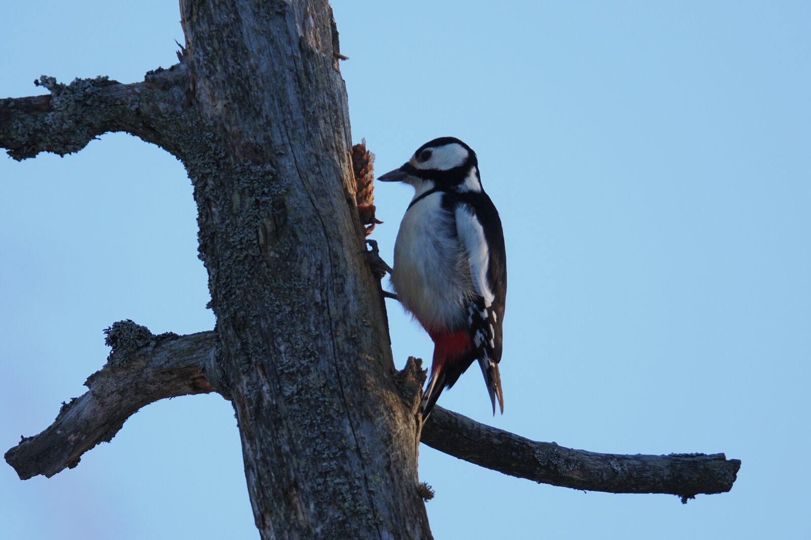 OM System OM-1 Mark II sample photo. Woodpecker working photography