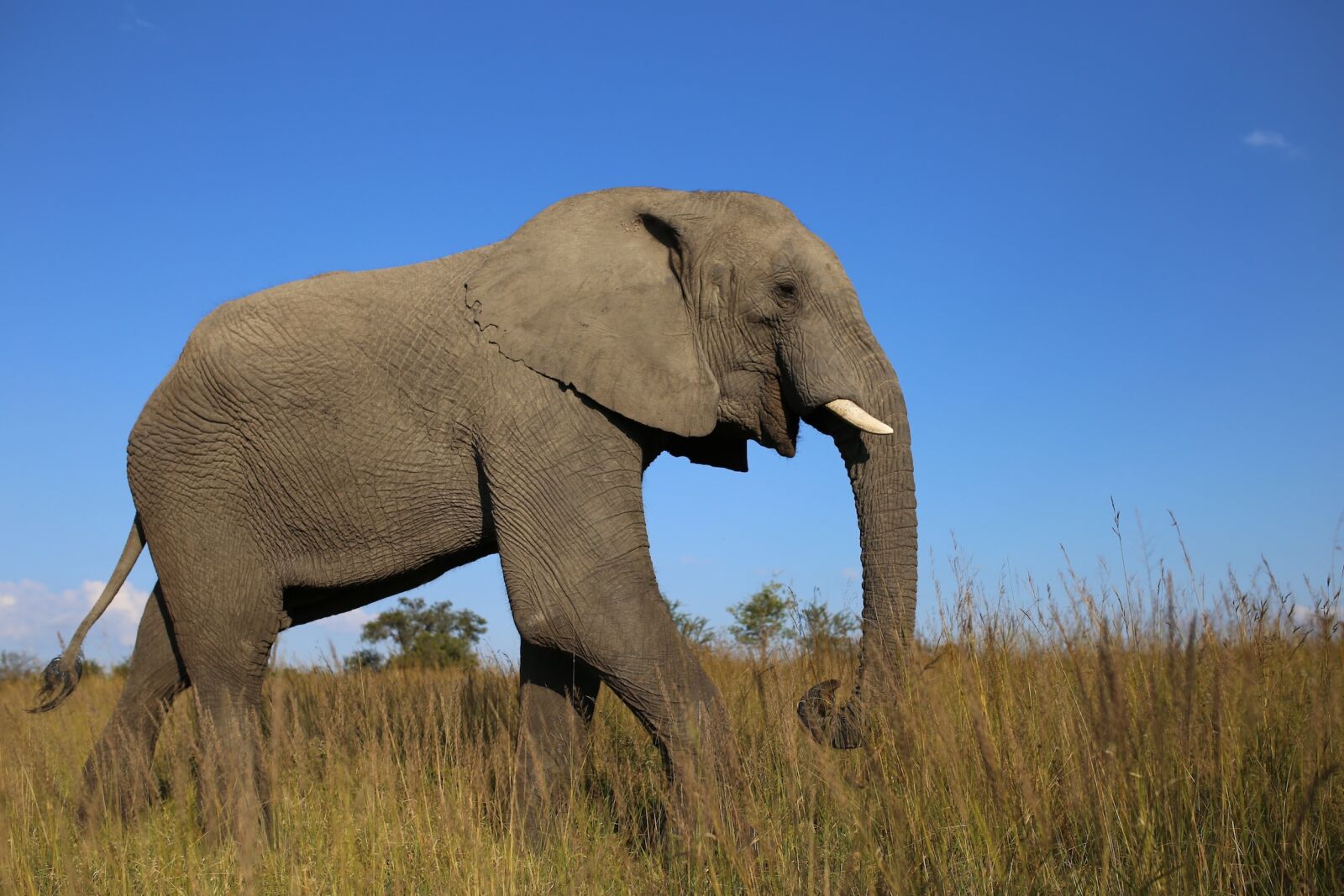 Canon EOS 6D sample photo. African elephant, grassland, zimbabwe photography