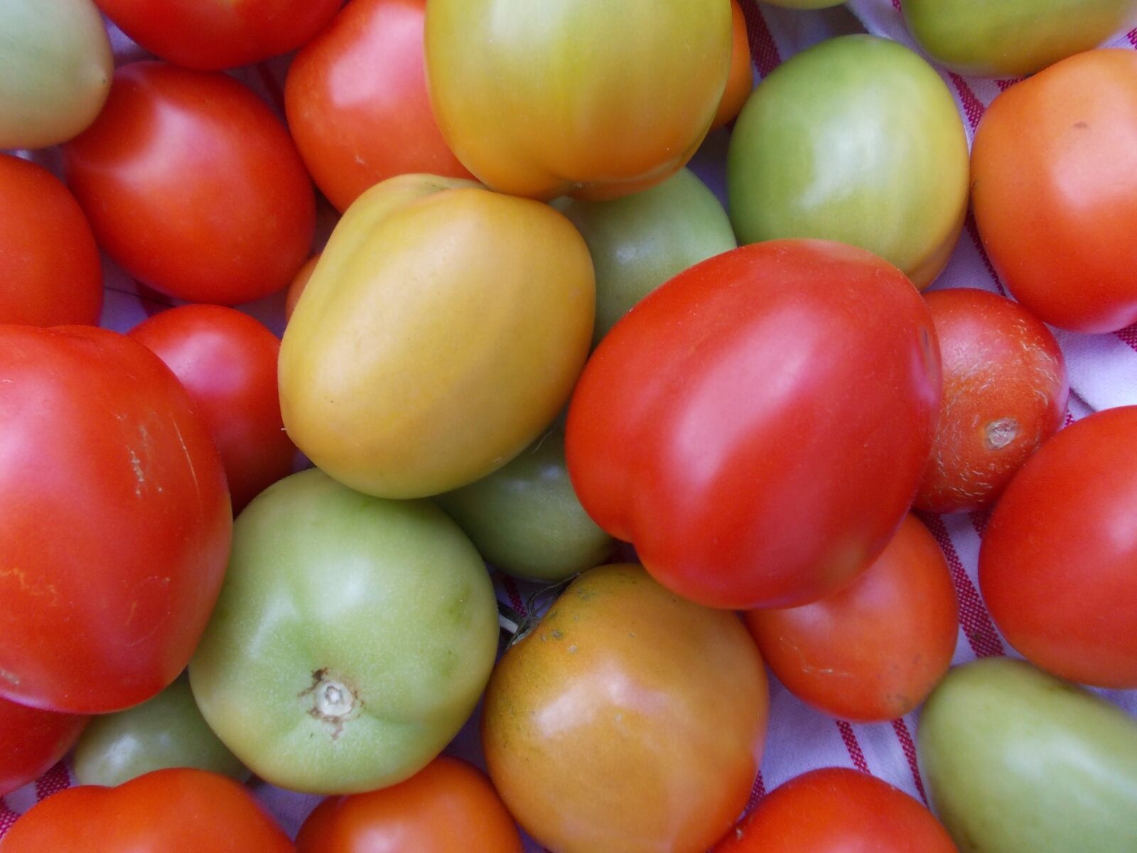 Nikon COOLPIX L23 sample photo. Harvest, tomato, food photography