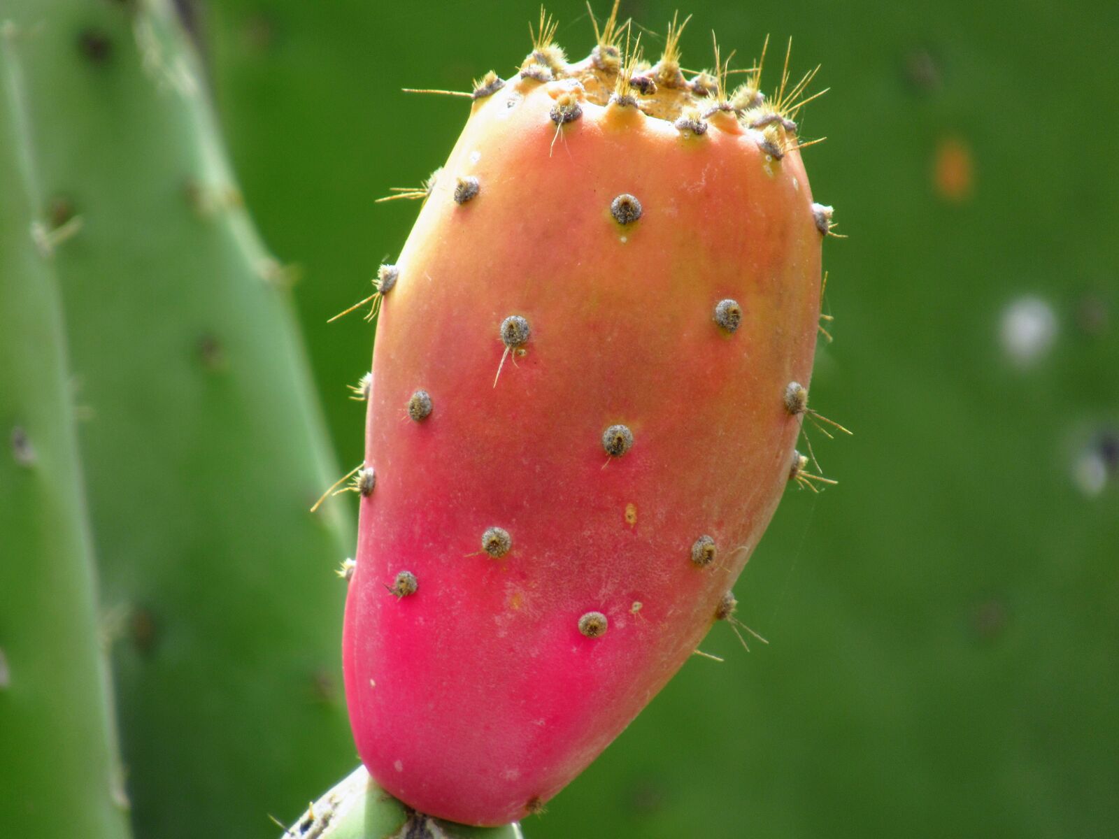 Canon PowerShot SX620 HS sample photo. Cactus, tenerife, plant photography