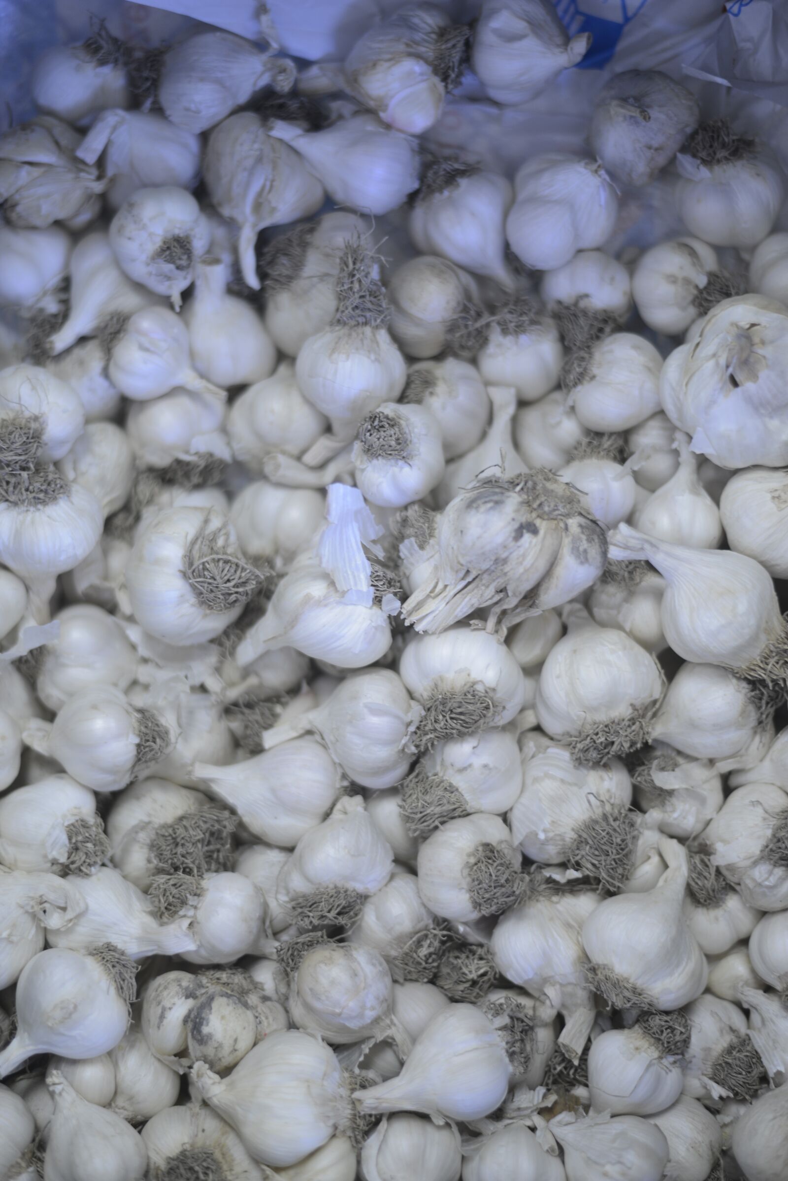 Nikon D800 sample photo. Garlic, romania, shop photography