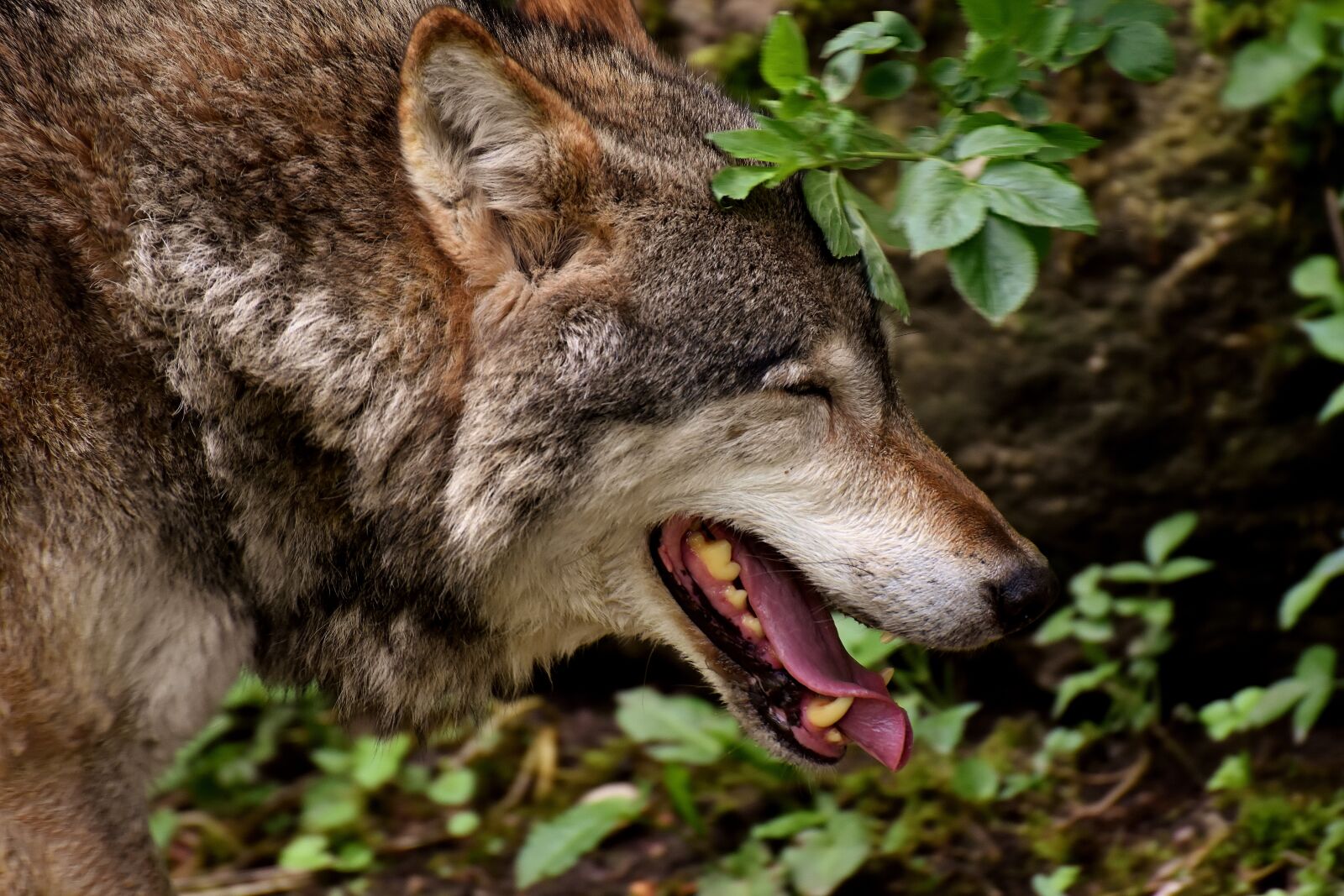 Nikon D7200 sample photo. Wolf, wild animal, beautiful photography