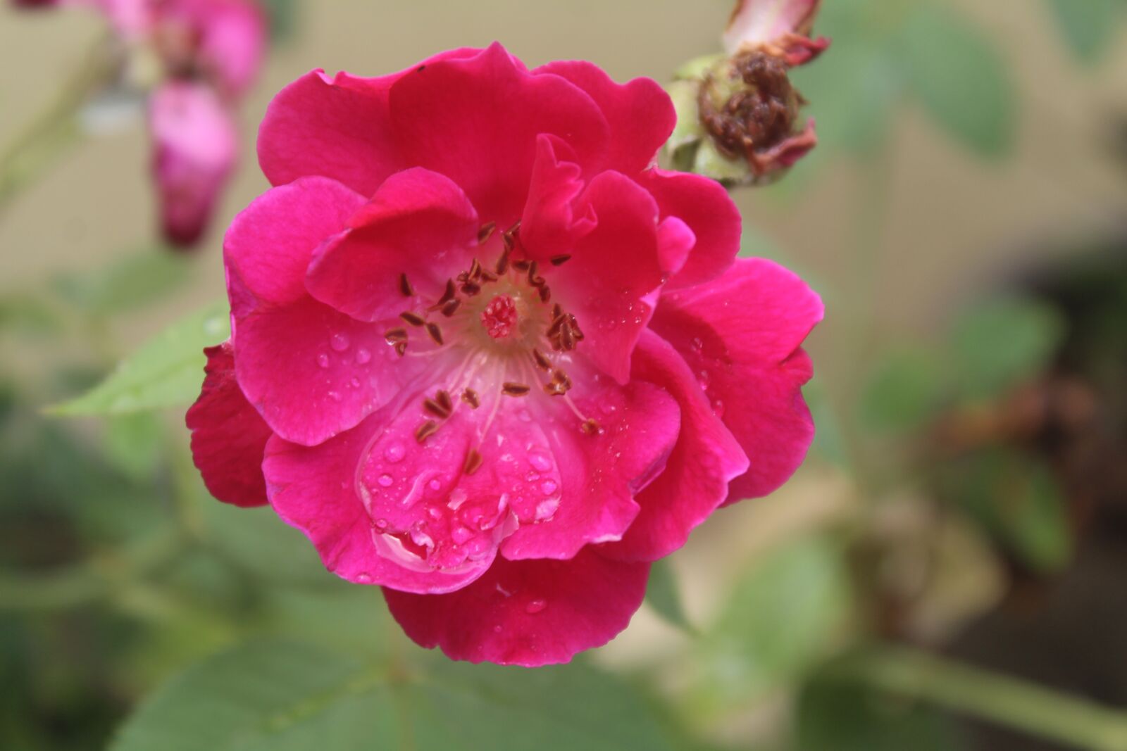 Canon EOS 1200D (EOS Rebel T5 / EOS Kiss X70 / EOS Hi) sample photo. Rose, flower, red photography
