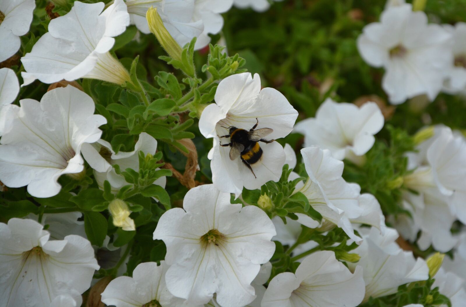 Nikon D5200 sample photo. Petunia, white flowers, bourdon photography
