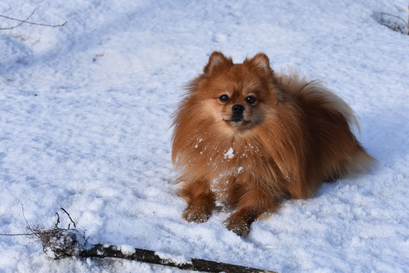 Nikon D3400 sample photo. Spitz, dog, winter photography