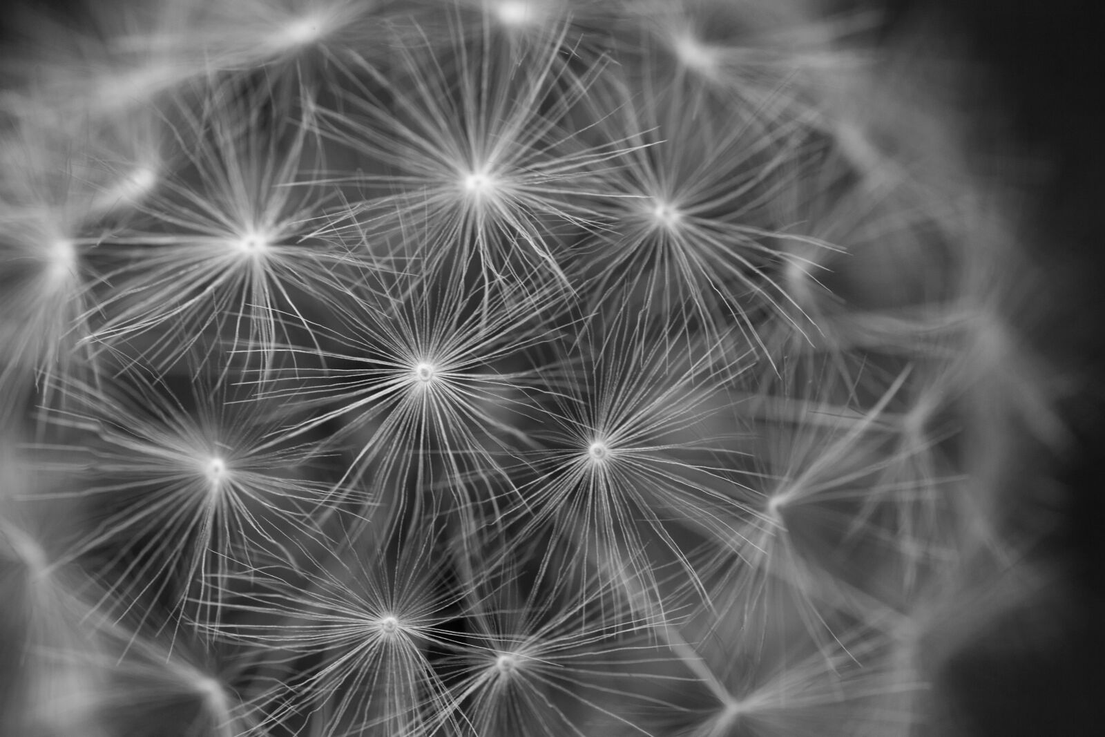 Canon MP-E 65mm F2.5 1-5x Macro Photo sample photo. Dandelion, flower, weed photography