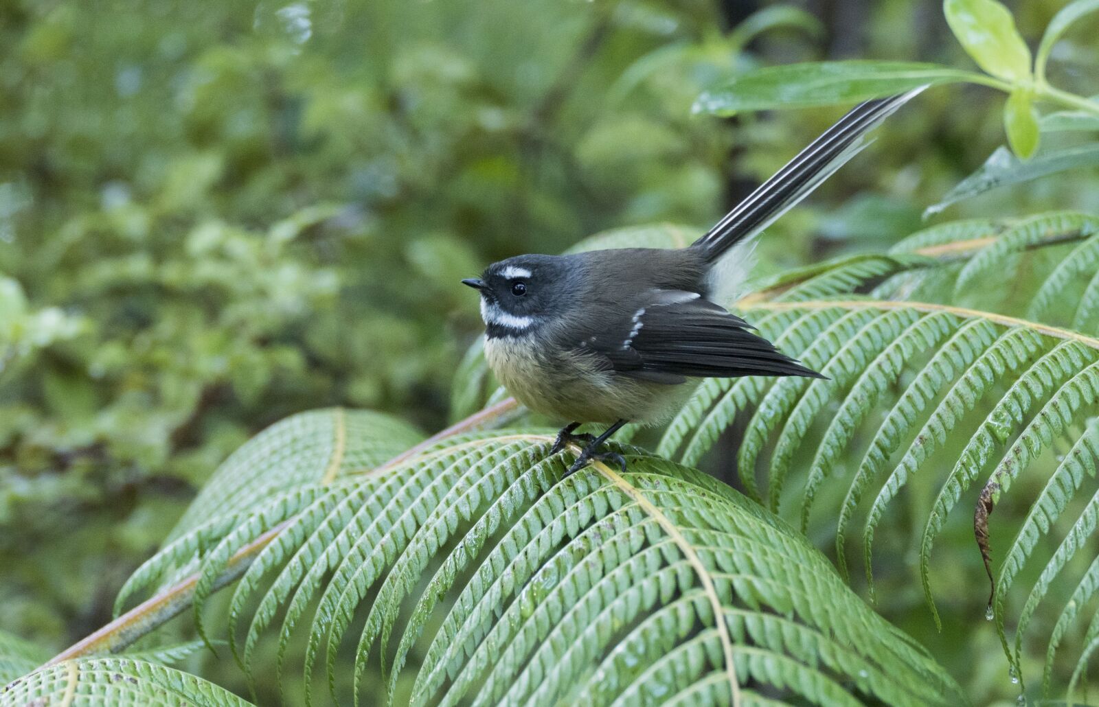 Panasonic Lumix DMC-FZ1000 sample photo. New zealand fantail, bird photography