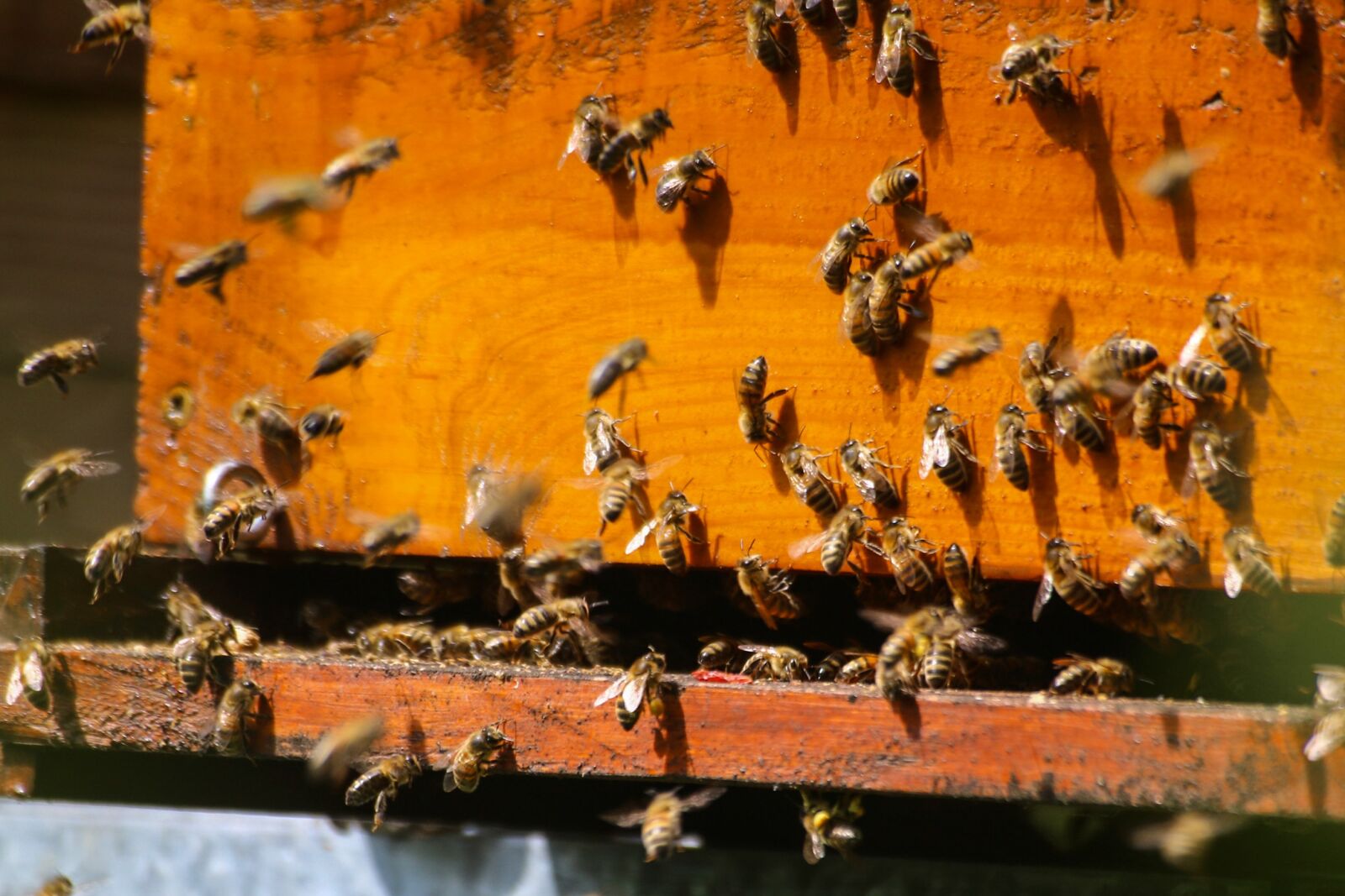 Canon EOS 70D sample photo. Bees, foragers, hive photography