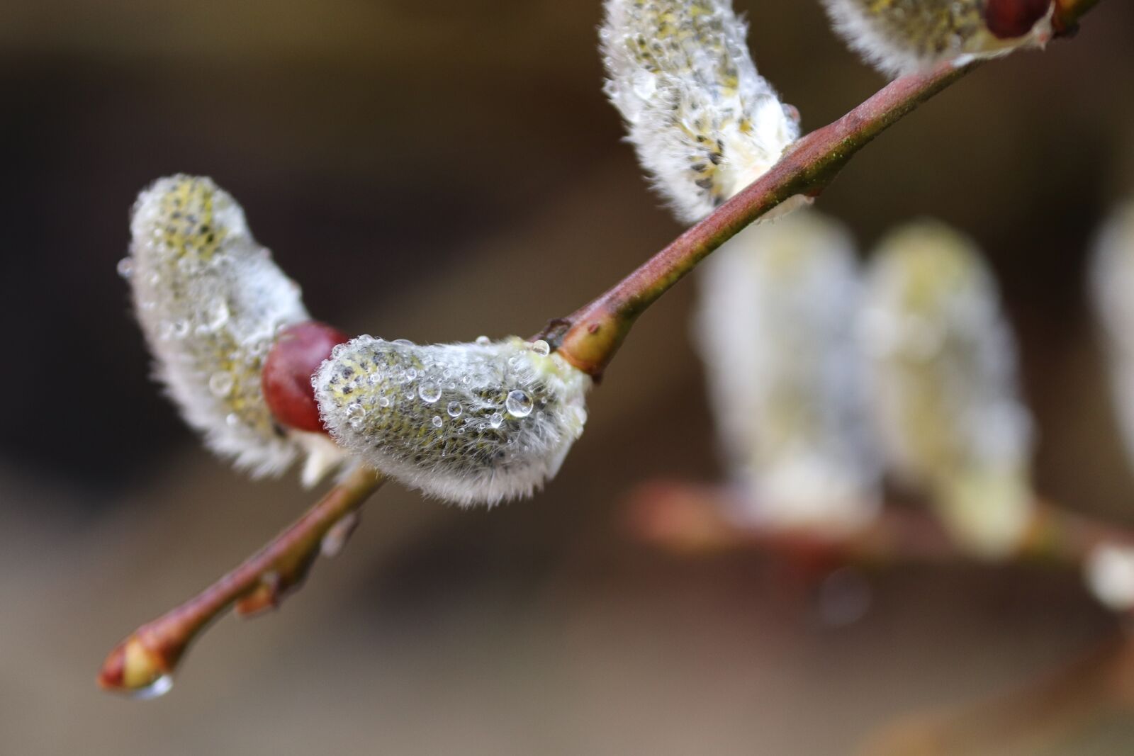 Canon EOS 200D (EOS Rebel SL2 / EOS Kiss X9) sample photo. Willow catkin, pasture, branch photography