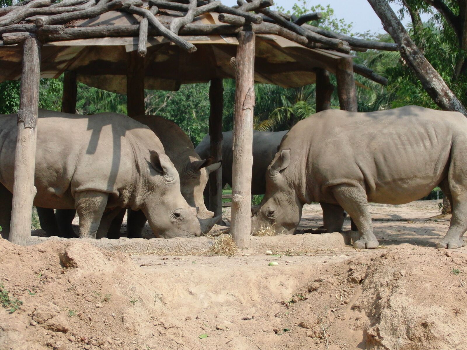 CASIO EX-FC100 sample photo. Rhinos, zoo, eat photography