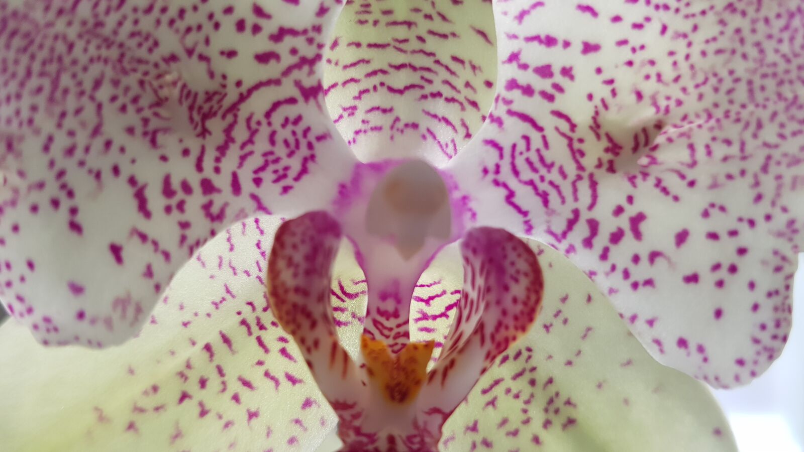 Samsung Galaxy S8 sample photo. Orchid, nature, flower photography